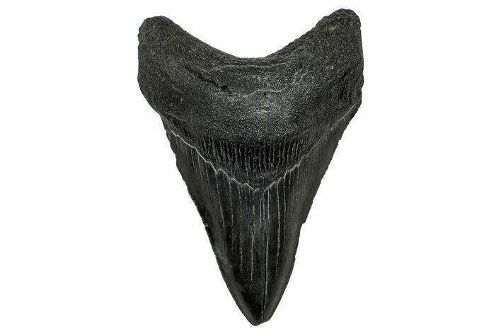 Serrated, Fossil Megalodon Tooth - South Carolina #333631